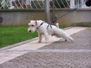 Chien tirant sur sa laisse, à Metz (Moselle, 57)